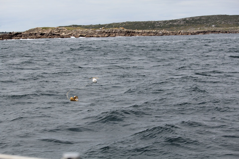Unmarked lobster pots